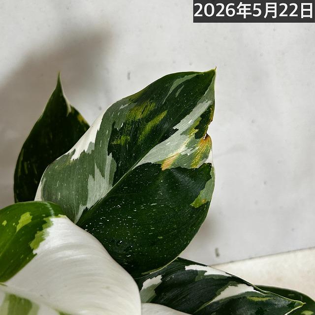 観葉植物　フィロデンドロン ホワイトウィザード 5号鉢(個体おまかせ1鉢)　インテリアグリーン 室内園芸 おしゃれ 可愛い かわいい |  | 16