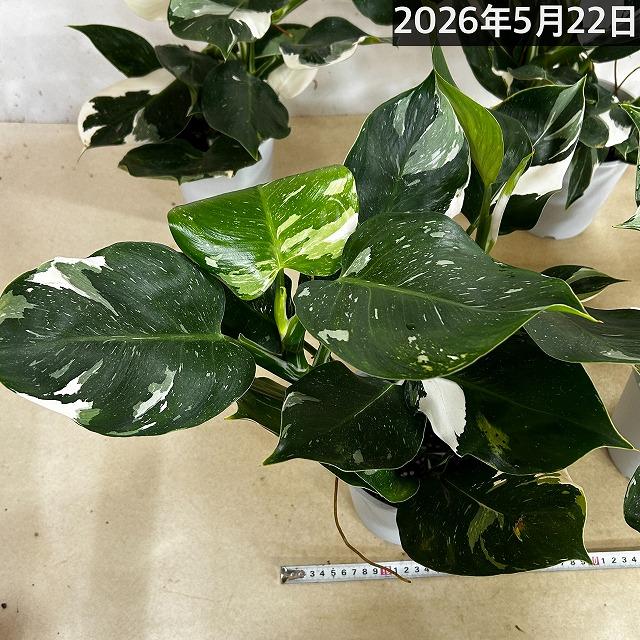 観葉植物　フィロデンドロン ホワイトウィザード 5号鉢(個体おまかせ1鉢)　インテリアグリーン 室内園芸 おしゃれ 可愛い かわいい |  | 17