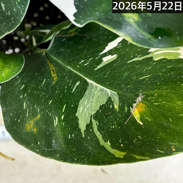 観葉植物　フィロデンドロン ホワイトウィザード 5号鉢(個体おまかせ1鉢)　インテリアグリーン 室内園芸 おしゃれ 可愛い かわいい |  | 18