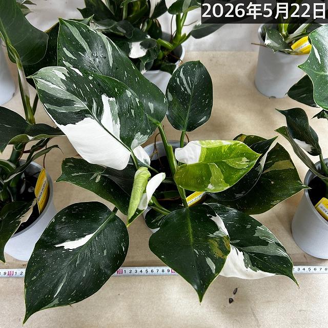 観葉植物 フィロデンドロン ホワイトウィザード 5号鉢(個体おまかせ1鉢