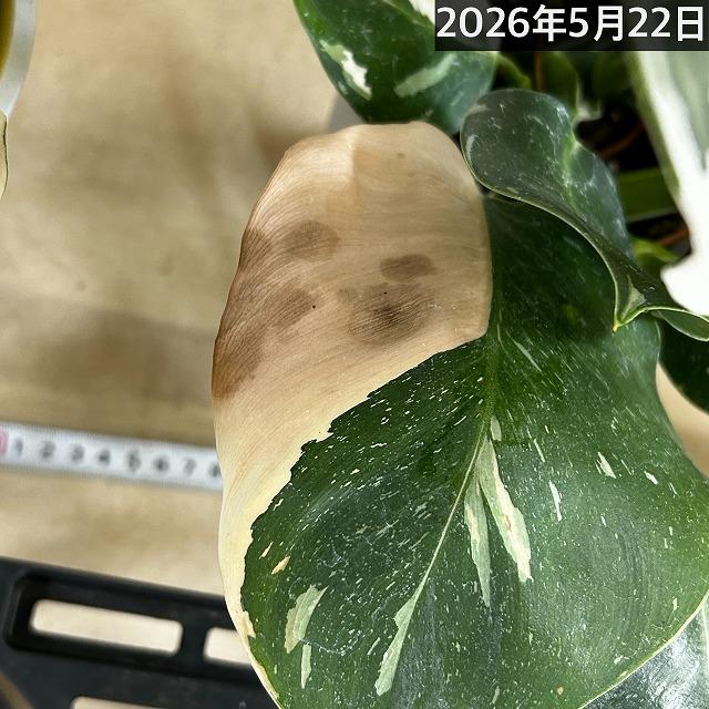 観葉植物　フィロデンドロン ホワイトウィザード 5号鉢(個体おまかせ1鉢)　インテリアグリーン 室内園芸 おしゃれ 可愛い かわいい |  | 20