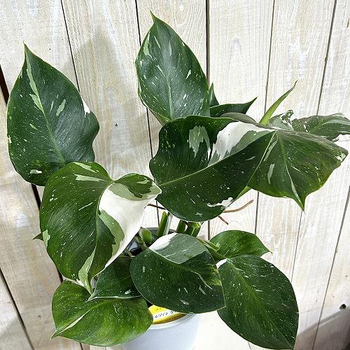 観葉植物 フィロデンドロン ホワイトウィザード 5号鉢(個体おまかせ1鉢