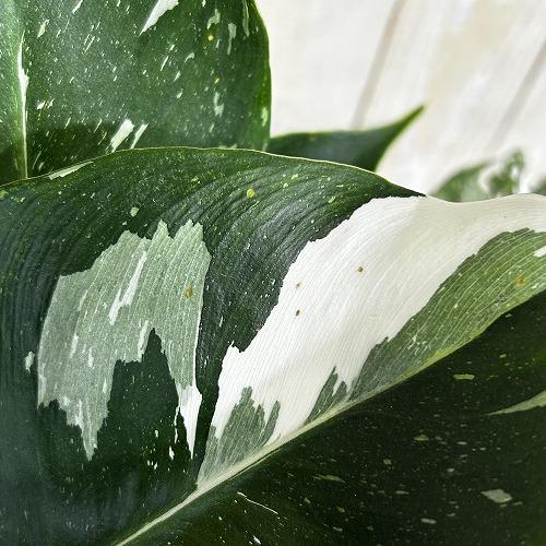 観葉植物　フィロデンドロン ホワイトウィザード 5号鉢(個体おまかせ1鉢)　インテリアグリーン 室内園芸 おしゃれ 可愛い かわいい |  | 03