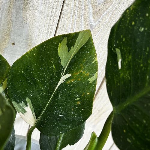 観葉植物　フィロデンドロン ホワイトウィザード 5号鉢(個体おまかせ1鉢)　インテリアグリーン 室内園芸 おしゃれ 可愛い かわいい |  | 04