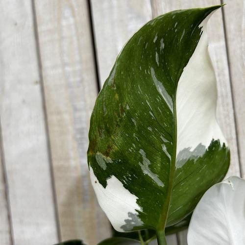 観葉植物　フィロデンドロン ホワイトウィザード 5号鉢(個体おまかせ1鉢)　インテリアグリーン 室内園芸 おしゃれ 可愛い かわいい |  | 05
