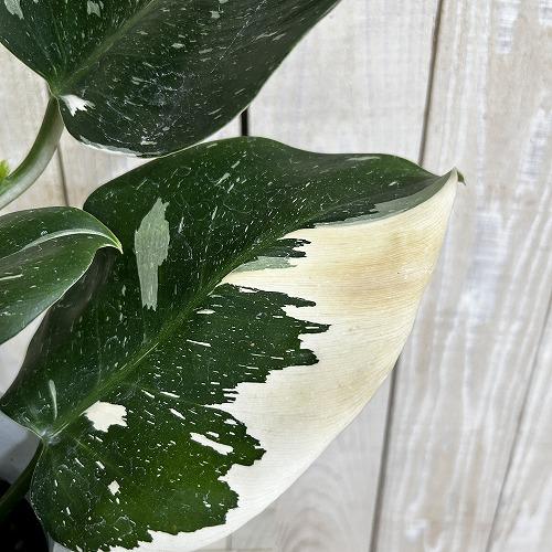 観葉植物　フィロデンドロン ホワイトウィザード 5号鉢(個体おまかせ1鉢)　インテリアグリーン 室内園芸 おしゃれ 可愛い かわいい |  | 06