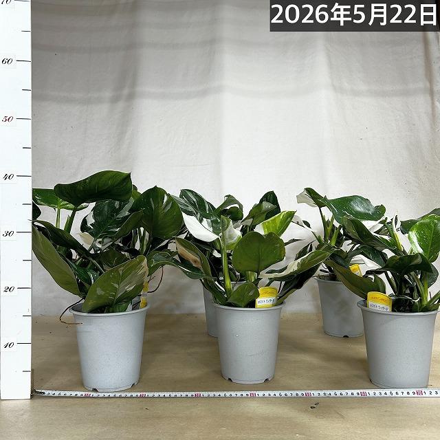 観葉植物 フィロデンドロン ホワイトウィザード 5号鉢(個体おまかせ1鉢
