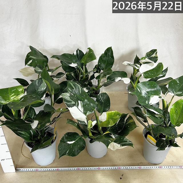 観葉植物 フィロデンドロン ホワイトウィザード 5号鉢(個体おまかせ1鉢