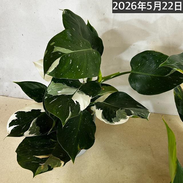 観葉植物　フィロデンドロン ホワイトウィザード 5号鉢(個体おまかせ1鉢)　インテリアグリーン 室内園芸 おしゃれ 可愛い かわいい |  | 09