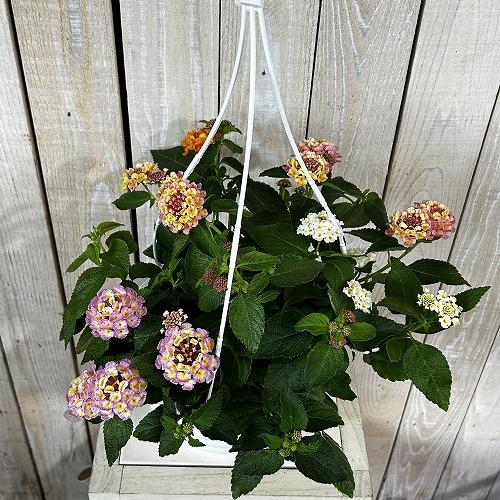 花鉢　ランタナ 七変化 6号吊り鉢 ※花無しの可能性あり(個体おまかせ1鉢)　ハンギング ガーデニング 小さい花 可愛い かわいい |  | 02