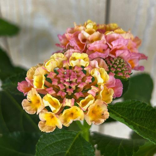 花鉢　ランタナ 七変化 6号吊り鉢 ※花無しの可能性あり(個体おまかせ1鉢)　ハンギング ガーデニング 小さい花 可愛い かわいい |  | 03