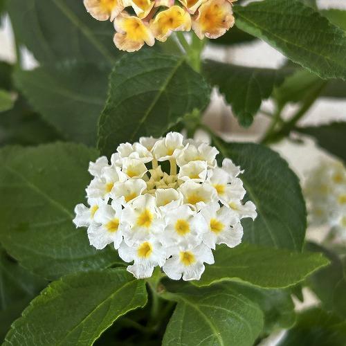 花鉢　ランタナ 七変化 6号吊り鉢 ※花無しの可能性あり(個体おまかせ1鉢)　ハンギング ガーデニング 小さい花 可愛い かわいい |  | 04