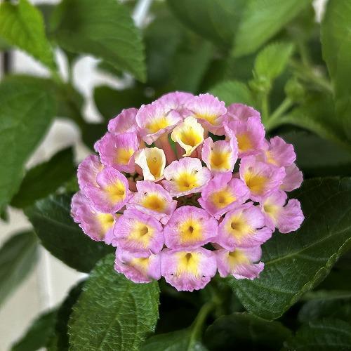 花鉢　ランタナ 七変化 6号吊り鉢 ※花無しの可能性あり(個体おまかせ1鉢)　ハンギング ガーデニング 小さい花 可愛い かわいい |  | 05