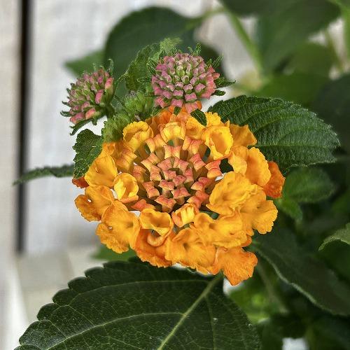 花鉢　ランタナ 七変化 6号吊り鉢 ※花無しの可能性あり(個体おまかせ1鉢)　ハンギング ガーデニング 小さい花 可愛い かわいい |  | 06