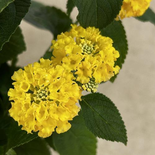 花鉢　ランタナ 七変化 6号吊り鉢 ※花無しの可能性あり(個体おまかせ1鉢)　ハンギング ガーデニング 小さい花 可愛い かわいい |  | 07