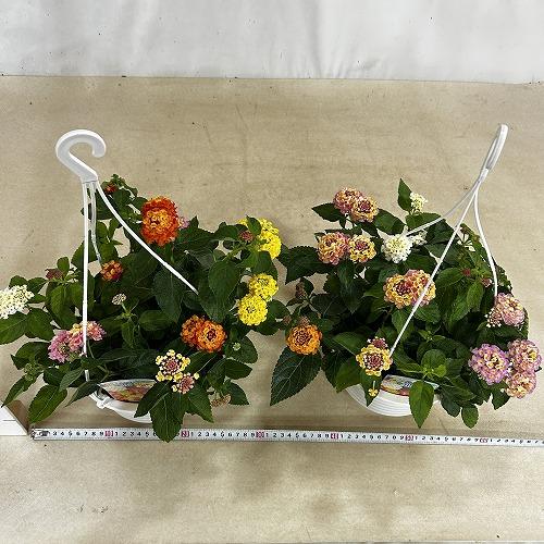 花鉢　ランタナ 七変化 6号吊り鉢 ※花無しの可能性あり(個体おまかせ1鉢)　ハンギング ガーデニング 小さい花 可愛い かわいい |  | 09