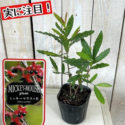 庭木苗　ミッキーマウスの木(オクナ セルラタ) 3号ポット(個体おまかせ1鉢)　ミッキーマウスプランツ ミッキーマウスツリー 庭木 可愛い かわいい（Yahoo!・LEAFS ヤフー店）