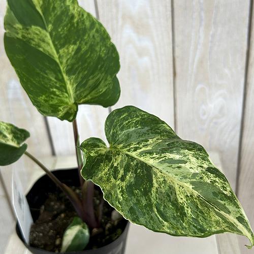 観葉植物 斑入りホマロメナ ペンデュラ 3.5号ポット(個体おまかせ1鉢