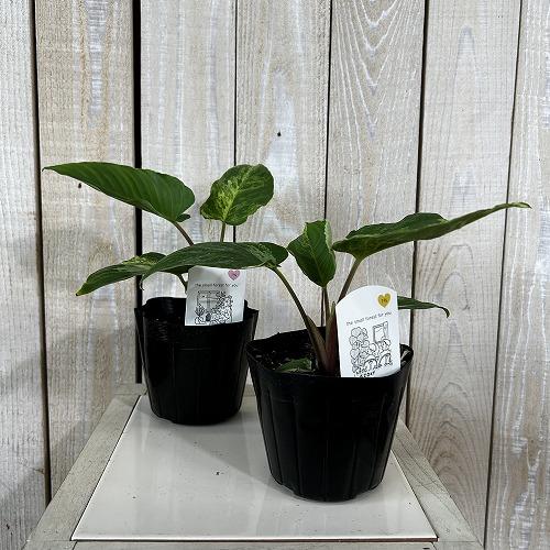 観葉植物 斑入りホマロメナ ペンデュラ 3.5号ポット(個体おまかせ1鉢