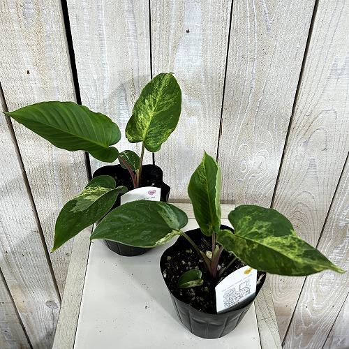 観葉植物 斑入りホマロメナ ペンデュラ 3.5号ポット(個体おまかせ1鉢