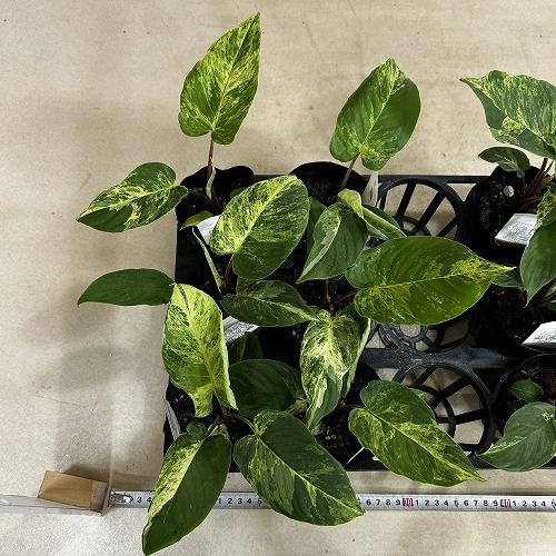 観葉植物 斑入りホマロメナ ペンデュラ 3.5号ポット(個体おまかせ1鉢