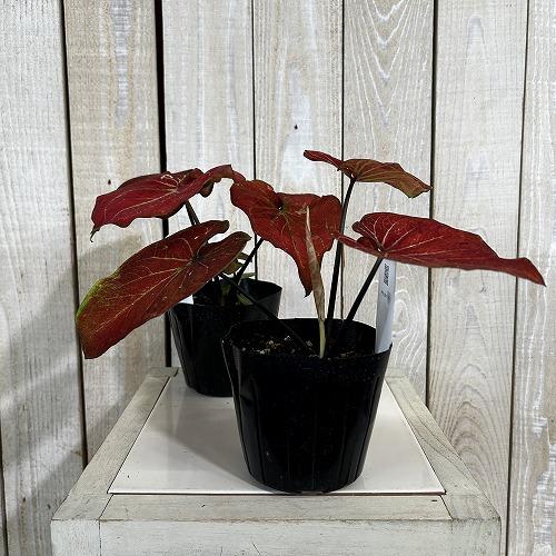 観葉植物　カラジウム サンシャイン 3.5号ポット(個体おまかせ1鉢)　インテリアグリーン 室内園芸 おしゃれ 可愛い かわいい |  | 01
