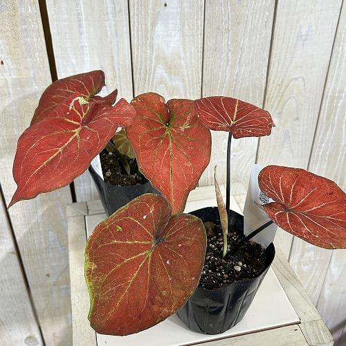 観葉植物　カラジウム サンシャイン 3.5号ポット(個体おまかせ1鉢)　インテリアグリーン 室内園芸 おしゃれ 可愛い かわいい |  | 02