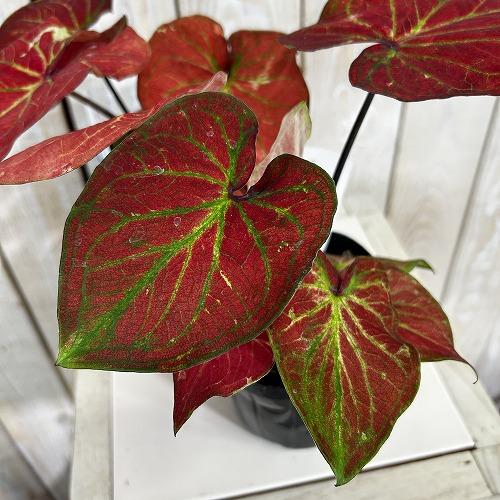 観葉植物　カラジウム サンシャイン 3.5号ポット(個体おまかせ1鉢)　インテリアグリーン 室内園芸 おしゃれ 可愛い かわいい |  | 03