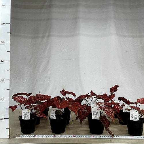 観葉植物　カラジウム サンシャイン 3.5号ポット(個体おまかせ1鉢)　インテリアグリーン 室内園芸 おしゃれ 可愛い かわいい |  | 04