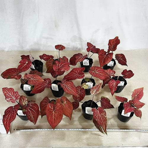 観葉植物　カラジウム サンシャイン 3.5号ポット(個体おまかせ1鉢)　インテリアグリーン 室内園芸 おしゃれ 可愛い かわいい |  | 05