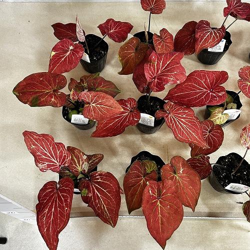 観葉植物　カラジウム サンシャイン 3.5号ポット(個体おまかせ1鉢)　インテリアグリーン 室内園芸 おしゃれ 可愛い かわいい |  | 06