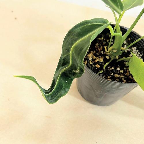 観葉植物　アンスリウム ワロクアナム※葉傷みあり 3.5号ポット(個体おまかせ1鉢)　インテリアグリーン 室内園芸 おしゃれ 可愛い かわいい |  | 10
