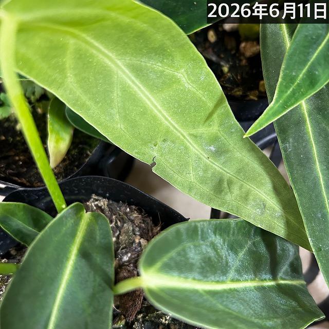 観葉植物　アンスリウム ワロクアナム※葉傷みあり 3.5号ポット(個体おまかせ1鉢)　インテリアグリーン 室内園芸 おしゃれ 可愛い かわいい |  | 10