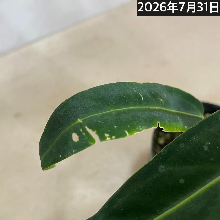 観葉植物　アンスリウム ワロクアナム※葉傷みあり 3.5号ポット(個体おまかせ1鉢)　インテリアグリーン 室内園芸 おしゃれ 可愛い かわいい |  | 10