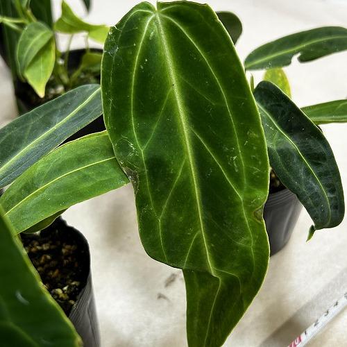 観葉植物　アンスリウム ワロクアナム※葉傷みあり 3.5号ポット(個体おまかせ1鉢)　インテリアグリーン 室内園芸 おしゃれ 可愛い かわいい |  | 11