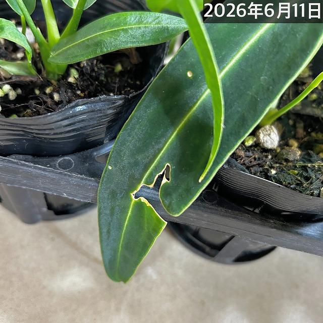 観葉植物　アンスリウム ワロクアナム※葉傷みあり 3.5号ポット(個体おまかせ1鉢)　インテリアグリーン 室内園芸 おしゃれ 可愛い かわいい |  | 11