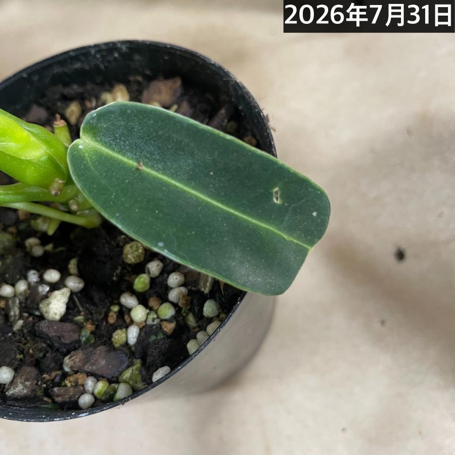 観葉植物　アンスリウム ワロクアナム※葉傷みあり 3.5号ポット(個体おまかせ1鉢)　インテリアグリーン 室内園芸 おしゃれ 可愛い かわいい |  | 11