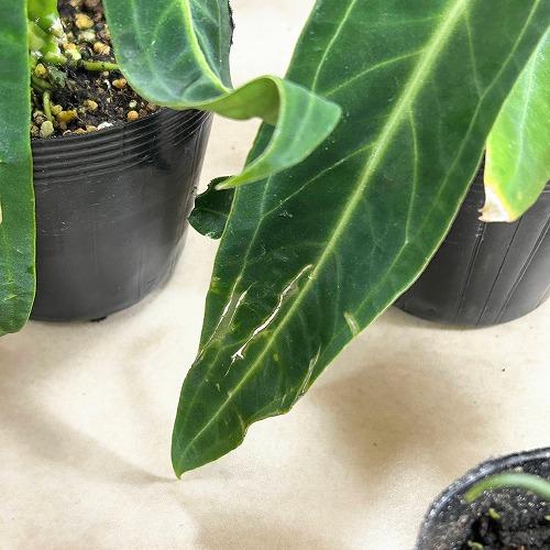 観葉植物　アンスリウム ワロクアナム※葉傷みあり 3.5号ポット(個体おまかせ1鉢)　インテリアグリーン 室内園芸 おしゃれ 可愛い かわいい |  | 12