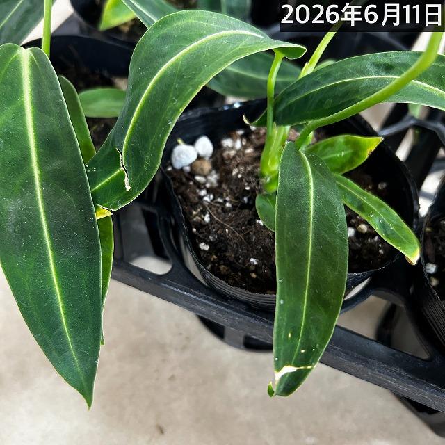 観葉植物　アンスリウム ワロクアナム※葉傷みあり 3.5号ポット(個体おまかせ1鉢)　インテリアグリーン 室内園芸 おしゃれ 可愛い かわいい |  | 12