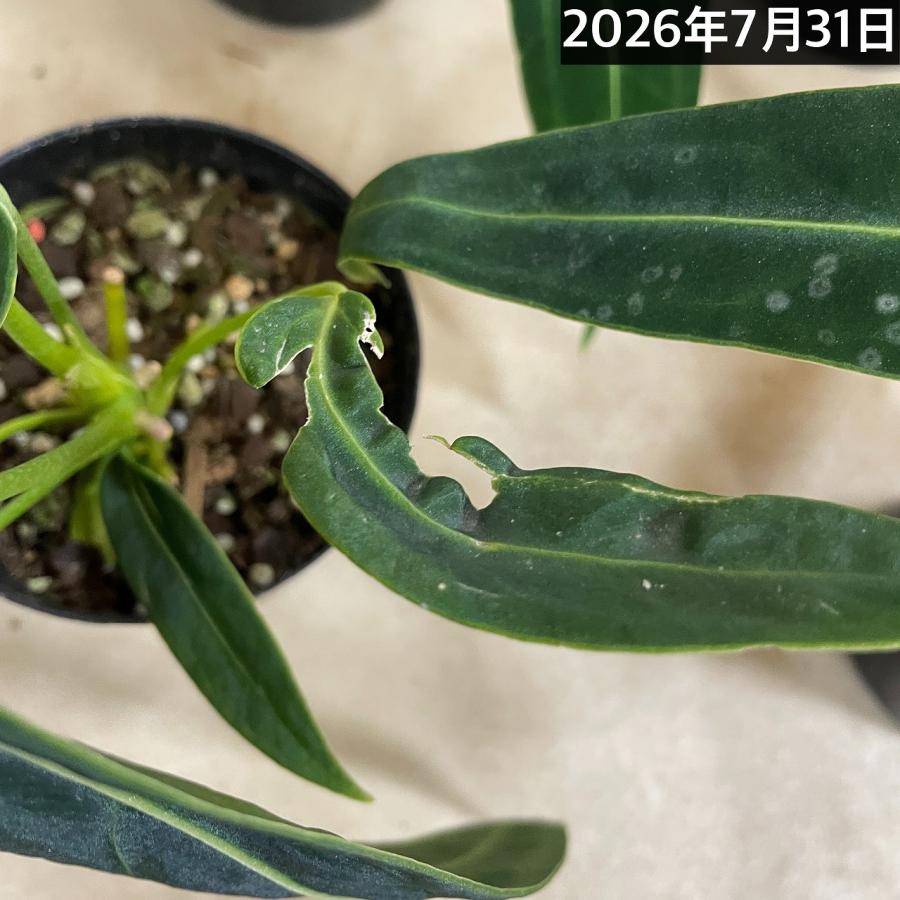 観葉植物　アンスリウム ワロクアナム※葉傷みあり 3.5号ポット(個体おまかせ1鉢)　インテリアグリーン 室内園芸 おしゃれ 可愛い かわいい |  | 12