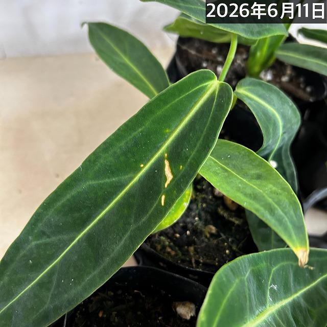 観葉植物　アンスリウム ワロクアナム※葉傷みあり 3.5号ポット(個体おまかせ1鉢)　インテリアグリーン 室内園芸 おしゃれ 可愛い かわいい |  | 13