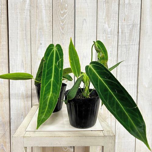 観葉植物　アンスリウム ワロクアナム※葉傷みあり 3.5号ポット(個体おまかせ1鉢)　インテリアグリーン 室内園芸 おしゃれ 可愛い かわいい |  | 01