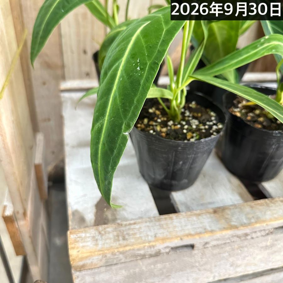 【傷み有】観葉植物　アンスリウム ワロクアナム※葉傷みあり 3.5号ポット(個体おまかせ1鉢)　インテリアグリーン 室内園芸 おしゃれ 可愛い かわいい |  | 02