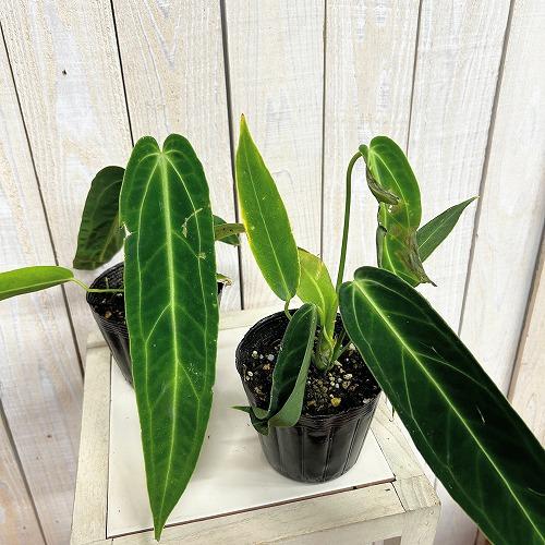 観葉植物　アンスリウム ワロクアナム※葉傷みあり 3.5号ポット(個体おまかせ1鉢)　インテリアグリーン 室内園芸 おしゃれ 可愛い かわいい |  | 02
