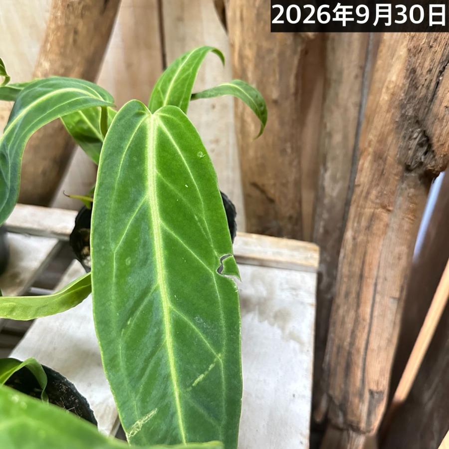 【傷み有】観葉植物　アンスリウム ワロクアナム※葉傷みあり 3.5号ポット(個体おまかせ1鉢)　インテリアグリーン 室内園芸 おしゃれ 可愛い かわいい |  | 03