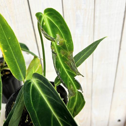 観葉植物　アンスリウム ワロクアナム※葉傷みあり 3.5号ポット(個体おまかせ1鉢)　インテリアグリーン 室内園芸 おしゃれ 可愛い かわいい |  | 03