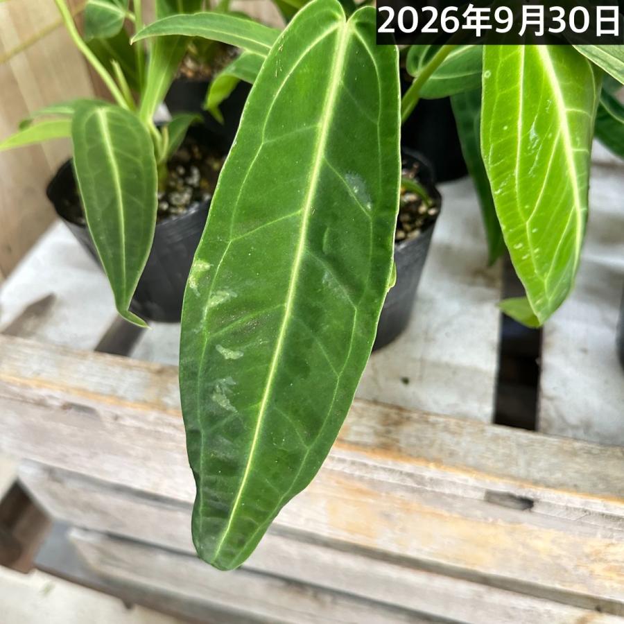 【傷み有】観葉植物　アンスリウム ワロクアナム※葉傷みあり 3.5号ポット(個体おまかせ1鉢)　インテリアグリーン 室内園芸 おしゃれ 可愛い かわいい |  | 04
