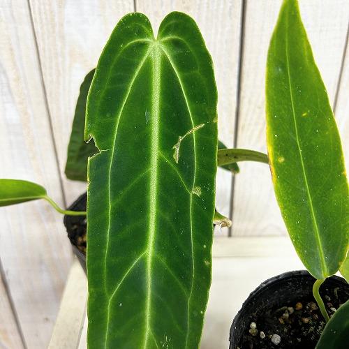 観葉植物　アンスリウム ワロクアナム※葉傷みあり 3.5号ポット(個体おまかせ1鉢)　インテリアグリーン 室内園芸 おしゃれ 可愛い かわいい |  | 04