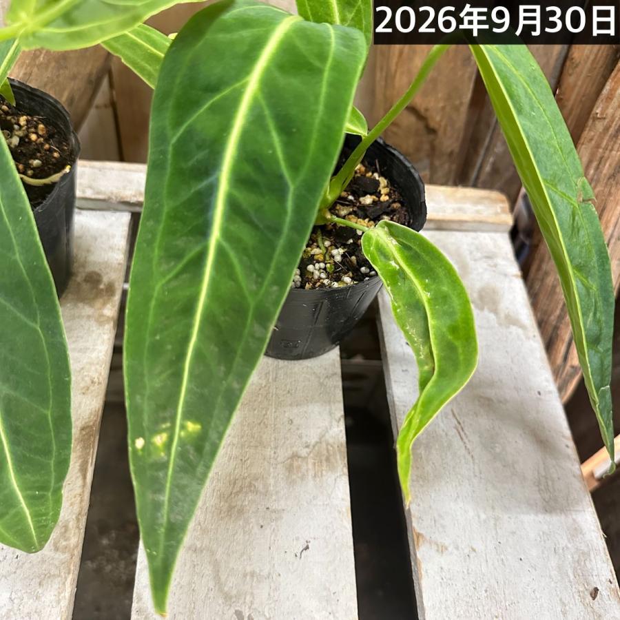 【傷み有】観葉植物　アンスリウム ワロクアナム※葉傷みあり 3.5号ポット(個体おまかせ1鉢)　インテリアグリーン 室内園芸 おしゃれ 可愛い かわいい |  | 05