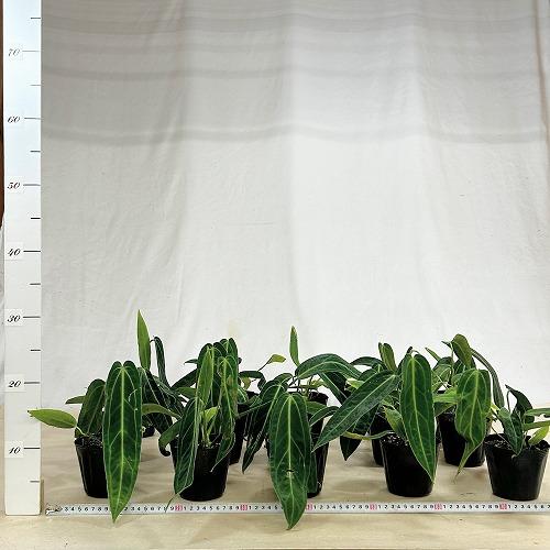 観葉植物　アンスリウム ワロクアナム※葉傷みあり 3.5号ポット(個体おまかせ1鉢)　インテリアグリーン 室内園芸 おしゃれ 可愛い かわいい |  | 05